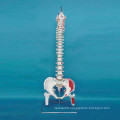 Human Spine Vertebra Labeled Skeleton Model for Medical Teaching (R020712)